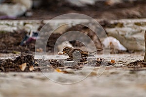 Passerine flocks and families moving in search of food, wildlife, wild and small flying animals, natural survival