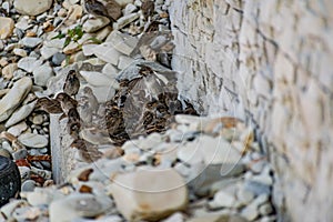 Passerine flocks and families moving in search of food, wildlife, wild and small flying animals, natural survival in modern