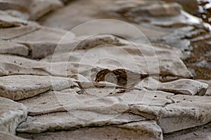 Passerine flocks and families moving in search of food, wildlife, wild and small flying animals, natural survival in modern