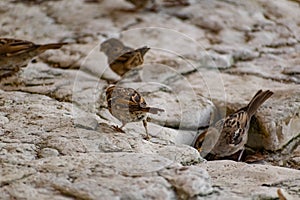 Passerine flocks and families moving in search of food, wildlife, wild and small flying animals, natural survival in modern