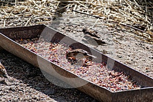 Passerine flocks and families moving in search of food, wildlife, wild and small flying animals, natural survival in modern