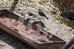 Passerine flocks and families moving in search of food, wildlife, wild and small flying animals, natural survival in modern