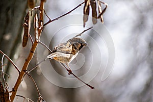 Passerine flocks and families moving in search of food, wildlife, wild and small flying animals, natural survival in modern