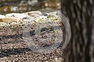 Passerine flocks and families moving in search of food, wildlife, wild and small flying animals, natural survival in modern