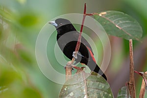 Passerini's Tanager