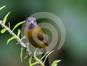 Passerini`s Tanager - female - Ramphocelus Passerinii