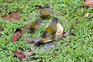 Passerini`s Tanager Females  840032