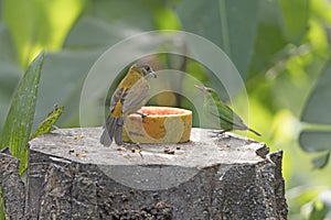 Passerini& x27;s Tanager and an Green Honeycreeper