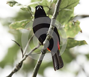 Passerini`s Tanager - Ramphocelus passerinii