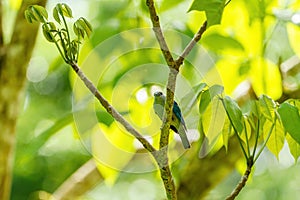 Passerini's Tanager (Ramphocelus passerinii) perched under the forest canopy, in Costa rica