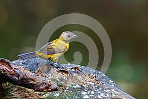 Passerini\'s Tanager or Scarlet-rumped Tanager female photo