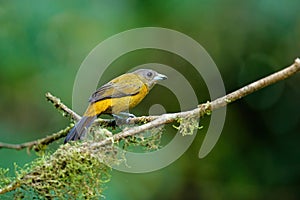 Passerini\'s Tanager or Scarlet-rumped Tanager female photo