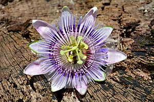 Passiflora