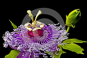 Passiflora photo