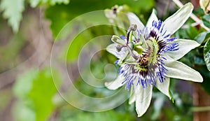 Passiflora photo