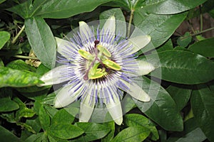 Passiflora photo