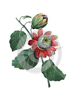 Passiflora alata | Antique Floral Illustrations photo