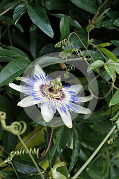 Passiflora caerulea