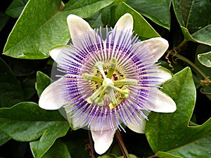 The Passiflora caerulea photo