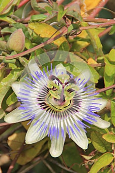 Passiflora caerulea