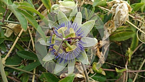 Passiflora caerulea blooming