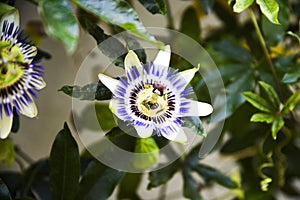 Passiflora caerulea blooms in the late garden on a sunny day