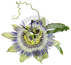 Passiflora caerulea, Blue Passion Flower photo