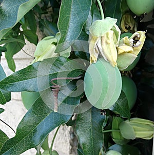 Passiflora caerulea, blue passion flower