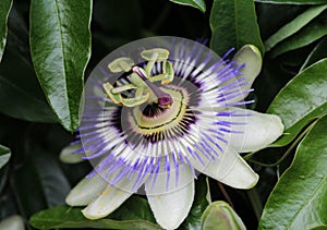 Passiflora caerulea, the blue passionflower, bluecrown passionflower or common passion flower, blooming in garden