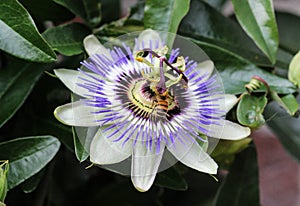 Passiflora caerulea, the blue passionflower, bluecrown passionflower or common passion flower, blooming in garden