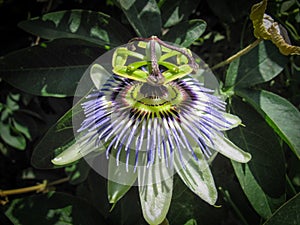 Passiflora caerulea, the blue passionflower, bluecrown passionflower