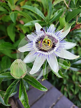 passiflora caerulea, blue passionflower, blue crown