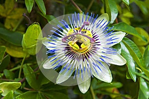 Passiflora caerulea, the blue passionflower, Japan.