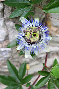 Passiflora caerulea, blue passionflower