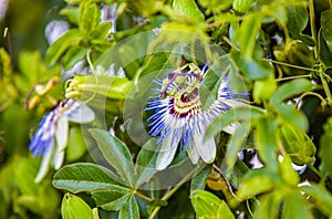 Passiflora caerulea Clear Sky in park