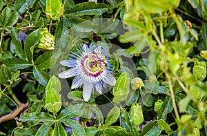 Passiflora caerulea Clear Sky in park