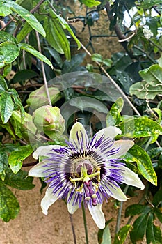 Passiflora caerulea, exotic passion fruit flower