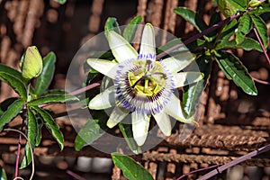 Passiflora caerulea flower in garden. Tuscany, Italy