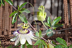 Passiflora caerulea flower in garden. Tuscany, Italy