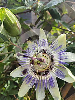 Passiflora caerulea Fruit Blue