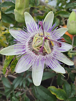 Passiflora caerulea Fruit Flowers Blue