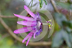 The flower of Passiflora caerulea photo