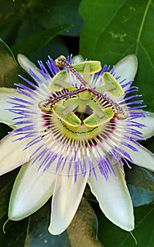 Passiflora caerulea, the purple or blue passion flower