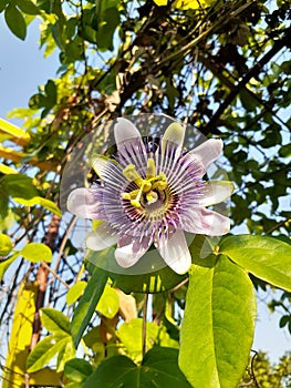 Passiflora caerulea is a species of flowering plant native to America