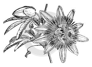 Passiflora Caerulea.. vintage illustration
