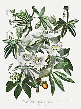 The Passiflora Cerulea illustration