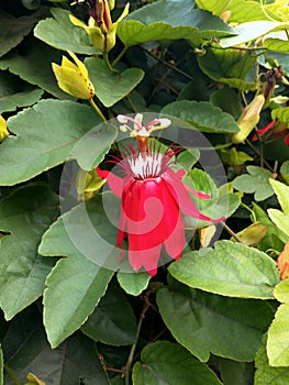 Passiflora coccinea or red passion flower is a fast-growing vine. The vine is native to northern South America.
