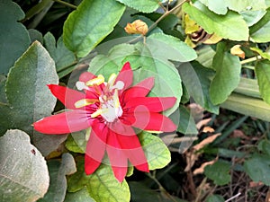 Passiflora coccinea or red passion flower is a fast-growing vine. The vine is native to northern South America.