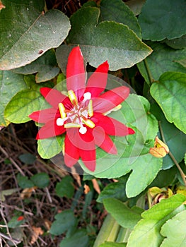 Passiflora coccinea or red passion flower is a fast-growing vine. The vine is native to northern South America.