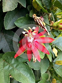 Passiflora coccinea or red passion flower is a fast-growing vine. The vine is native to northern South America.